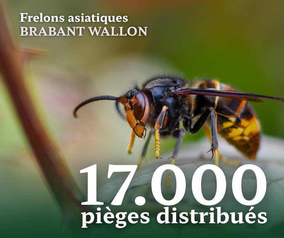 Read more about the article Opération « Gardiens de la Ruche » : 17.000 pièges distribués sur l&rsquo;ensemble du territoire